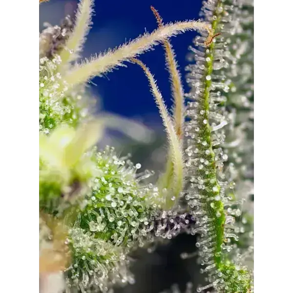 Green Poison Xl Auto - Imagen 4