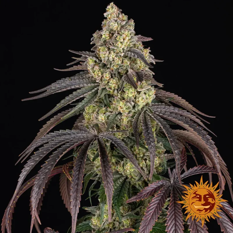 kush mintz - Imagen 11