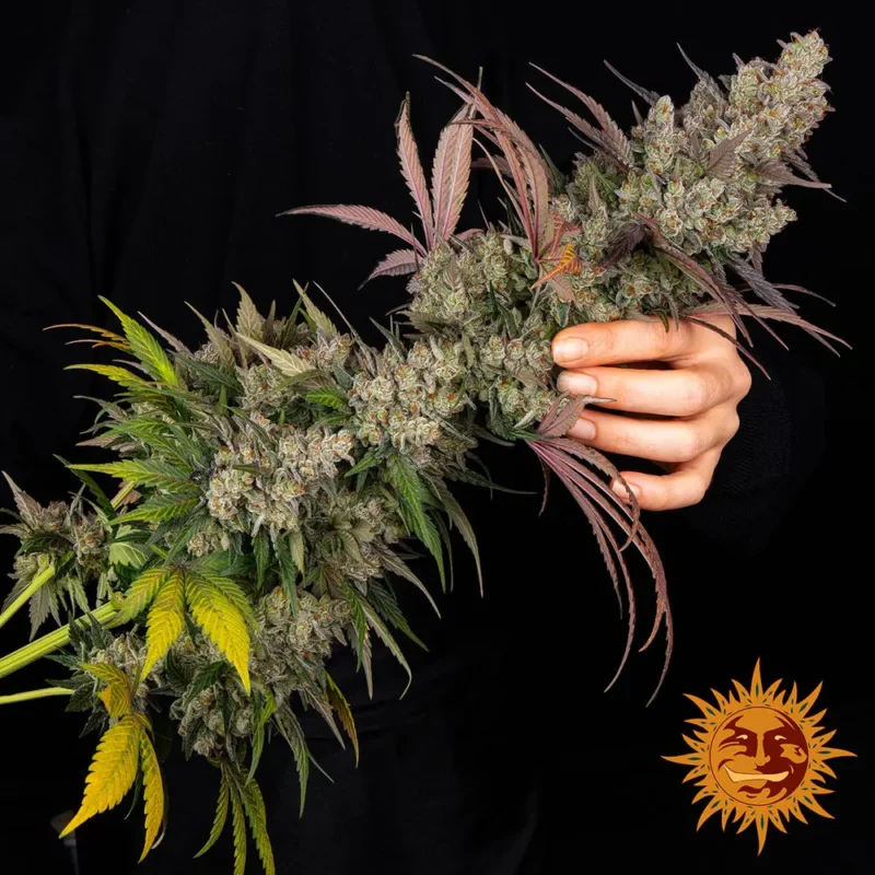kush mintz - Imagen 2