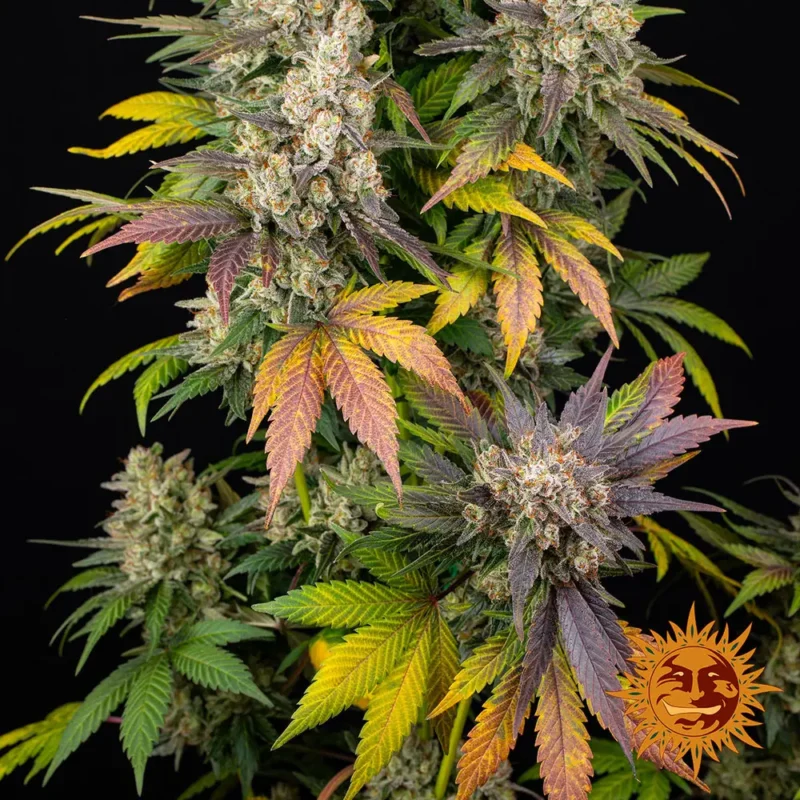 kush mintz - Imagen 3
