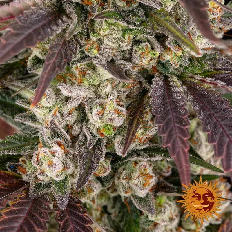 kush mintz - Imagen 4