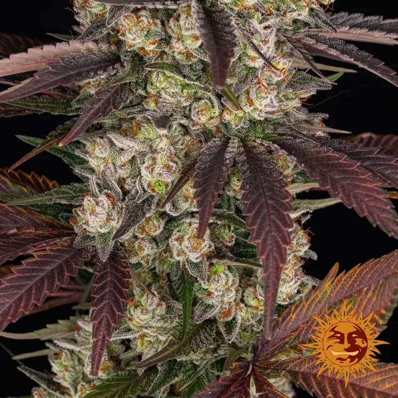kush mintz - Imagen 5