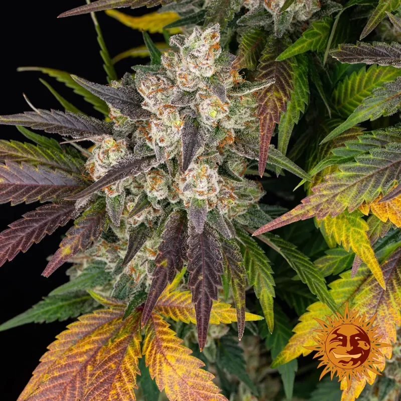 kush mintz - Imagen 6