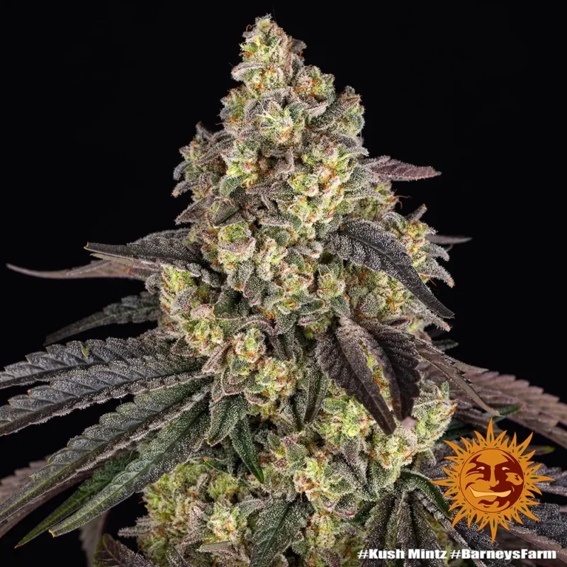 kush mintz - Imagen 7