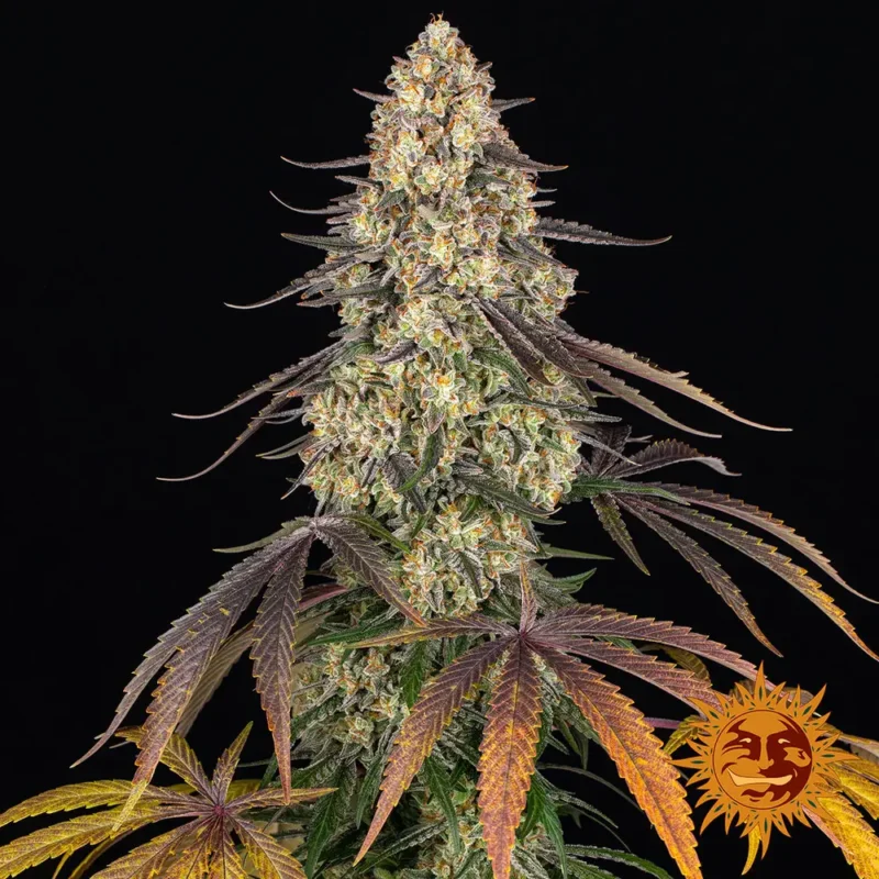 kush mintz - Imagen 8