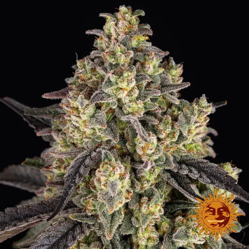 kush mintz - Imagen 9