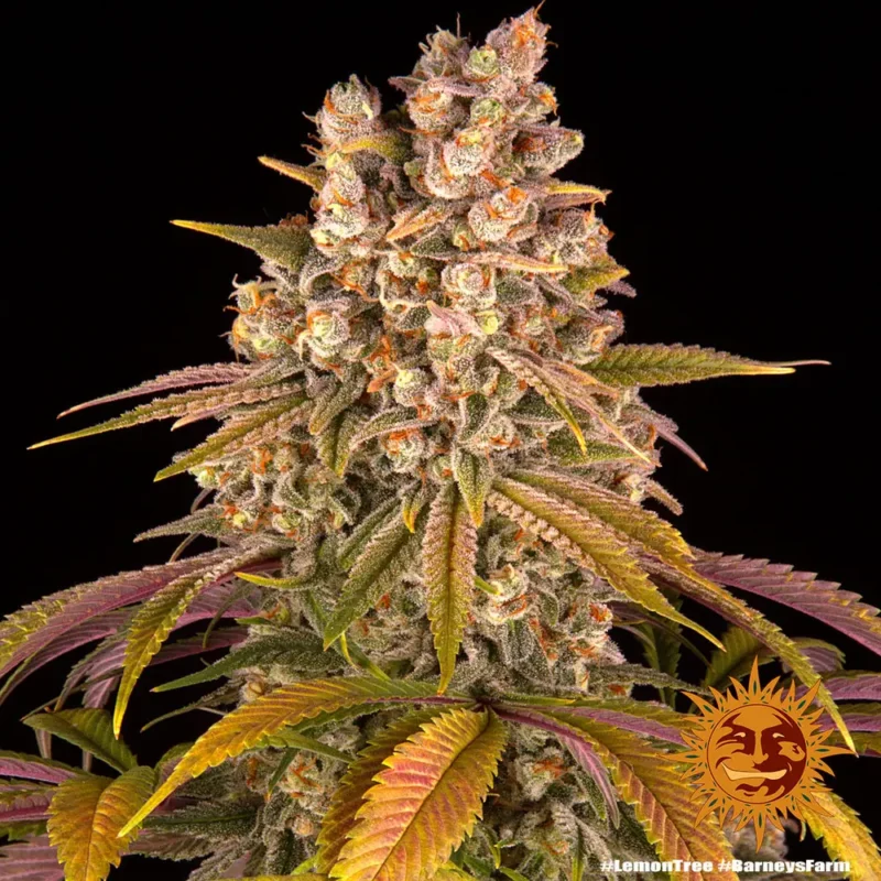 lemon tree - Imagen 10