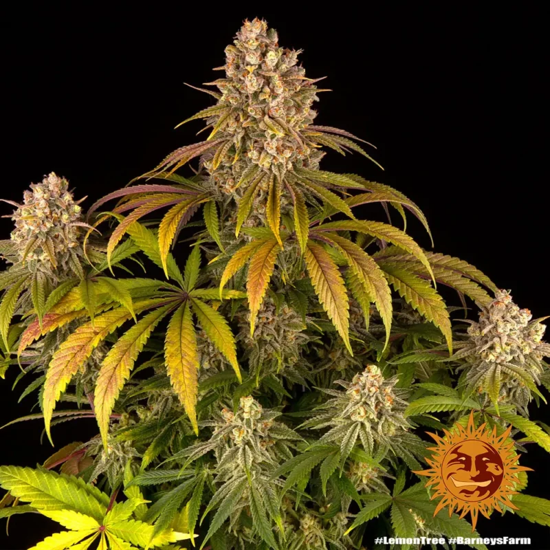 lemon tree - Imagen 2