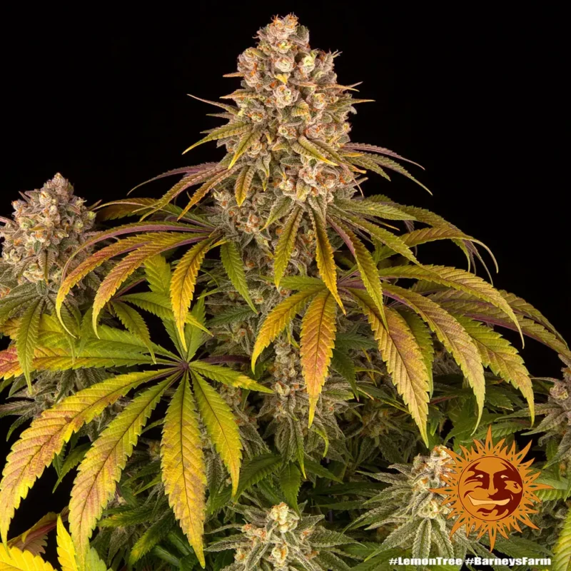 lemon tree - Imagen 3