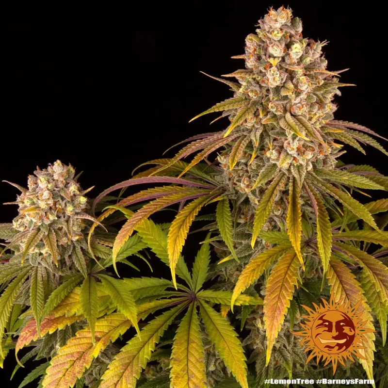 lemon tree - Imagen 4