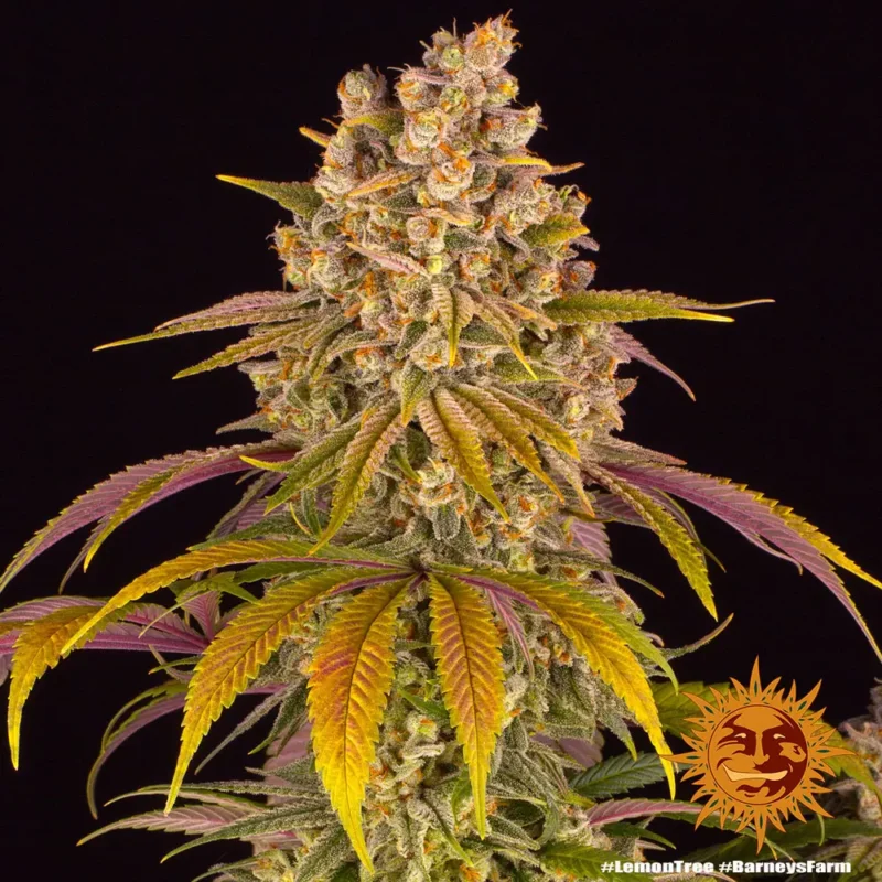 lemon tree - Imagen 5