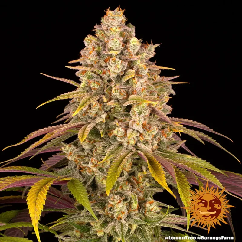 lemon tree - Imagen 7