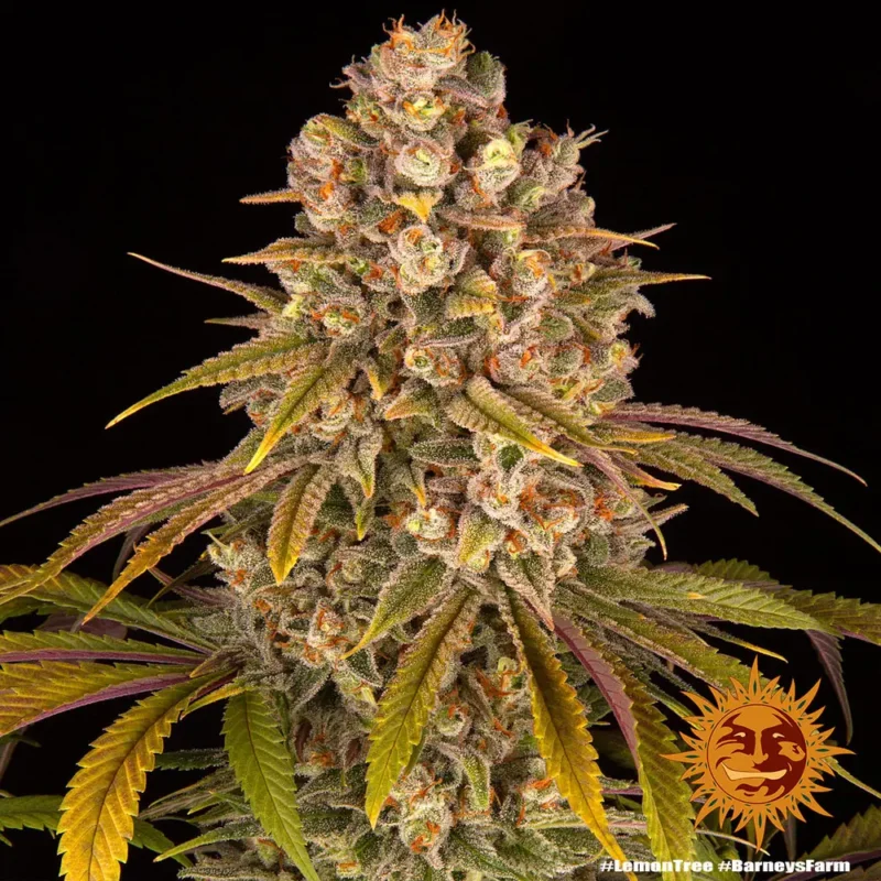 lemon tree - Imagen 8
