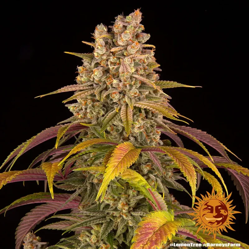 lemon tree - Imagen 9