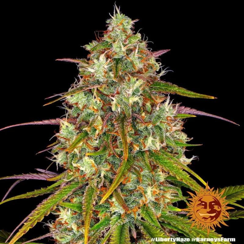 liberty haze - Imagen 10
