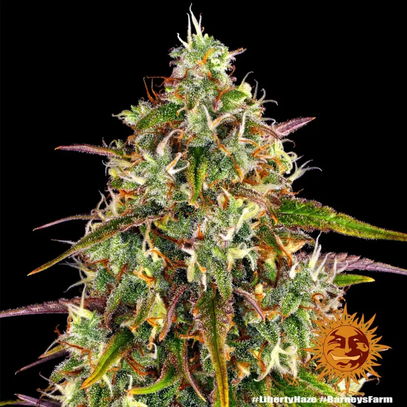 liberty haze - Imagen 11