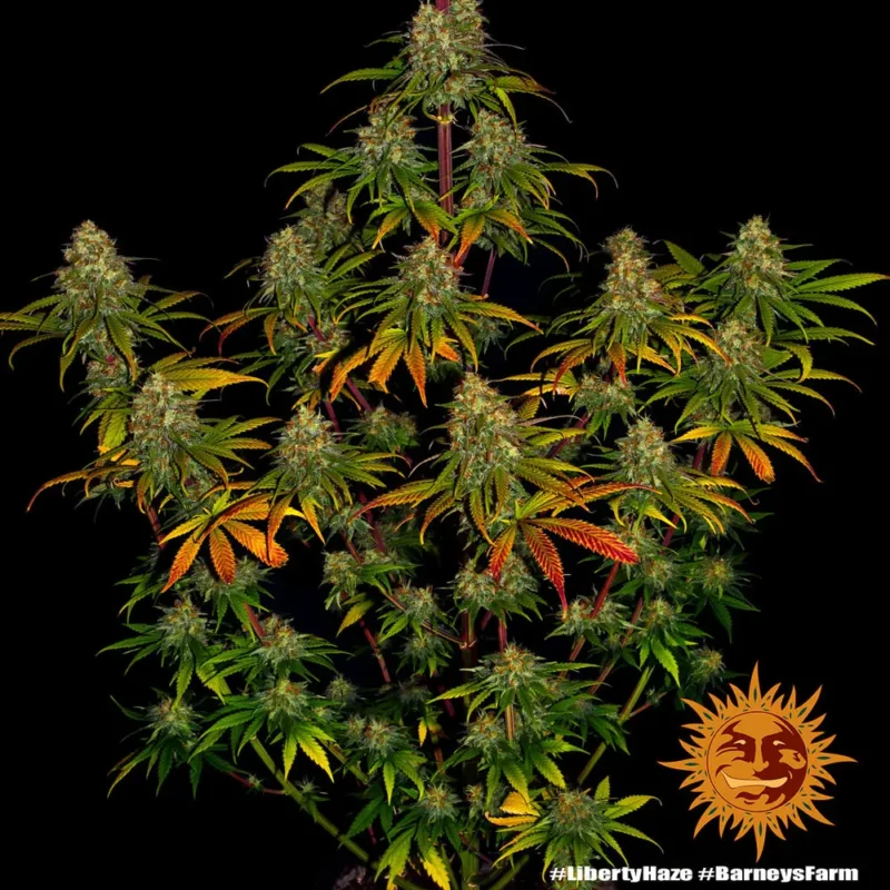 liberty haze - Imagen 2