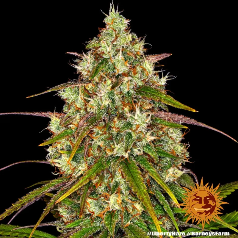liberty haze - Imagen 3