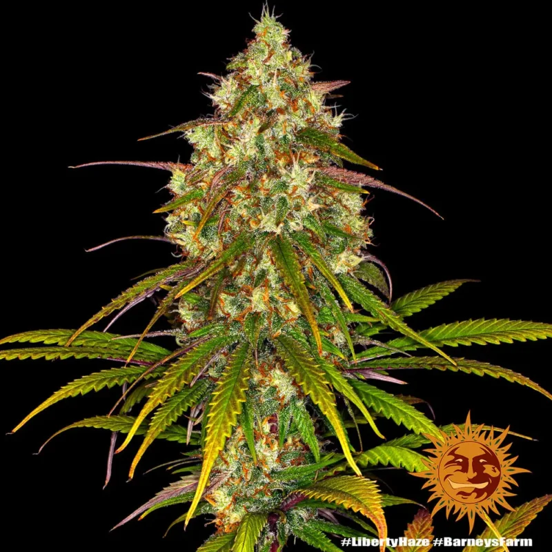 liberty haze - Imagen 4