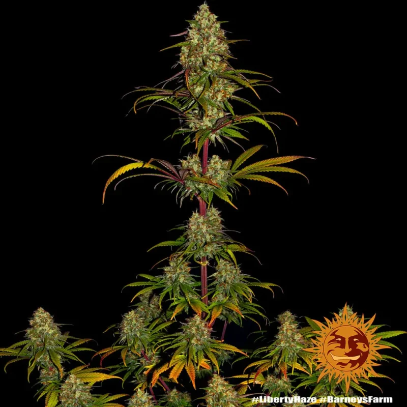 liberty haze - Imagen 5
