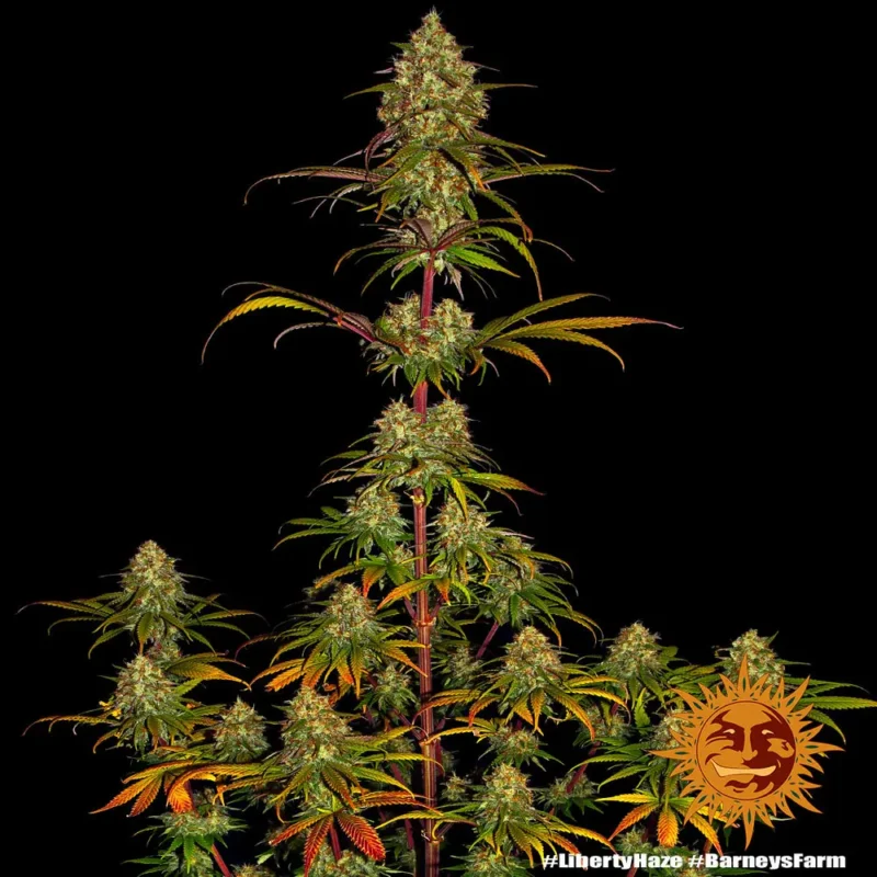 liberty haze - Imagen 6