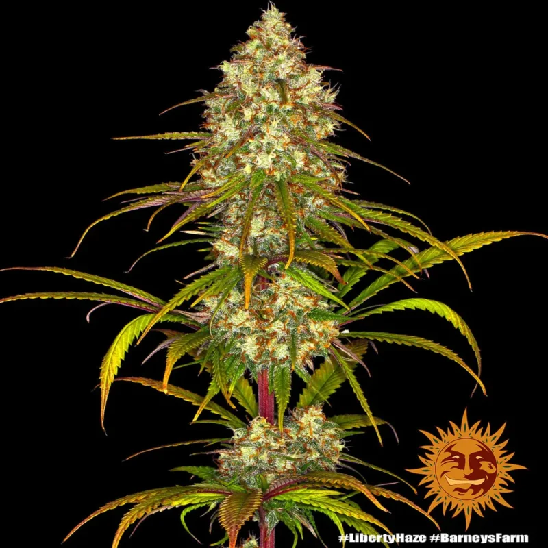 liberty haze - Imagen 7