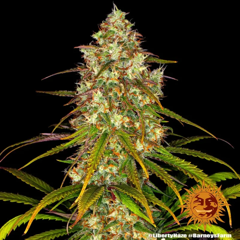 liberty haze - Imagen 8