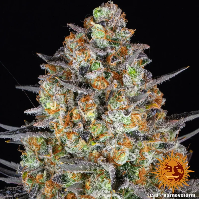 lsd - Imagen 10