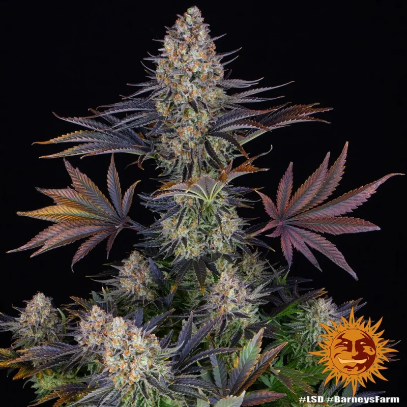 lsd - Imagen 2