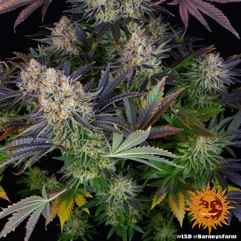 lsd - Imagen 5