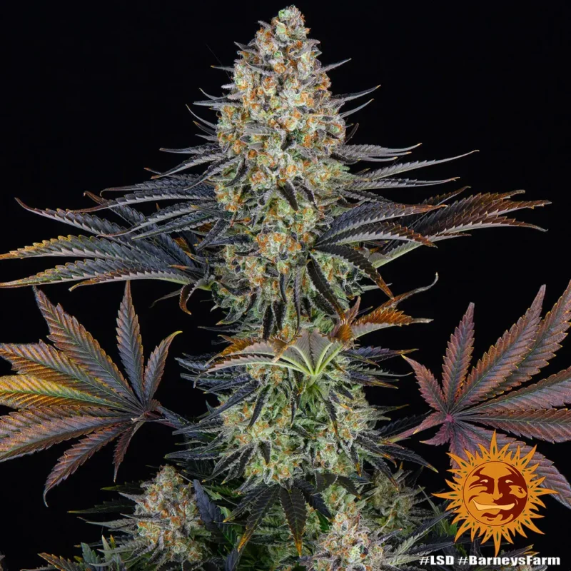 lsd - Imagen 6