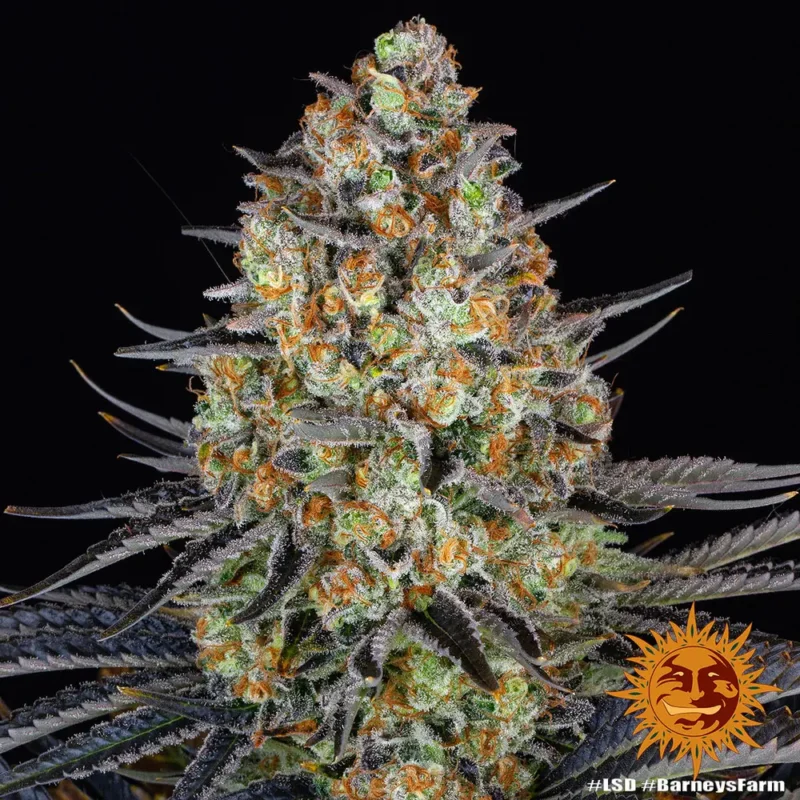 lsd - Imagen 7