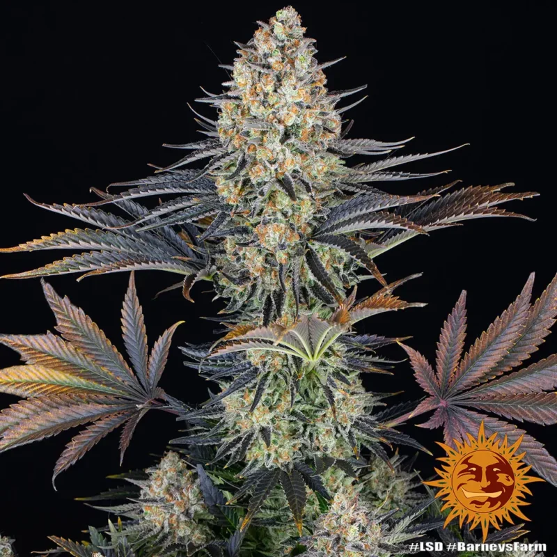 lsd - Imagen 9