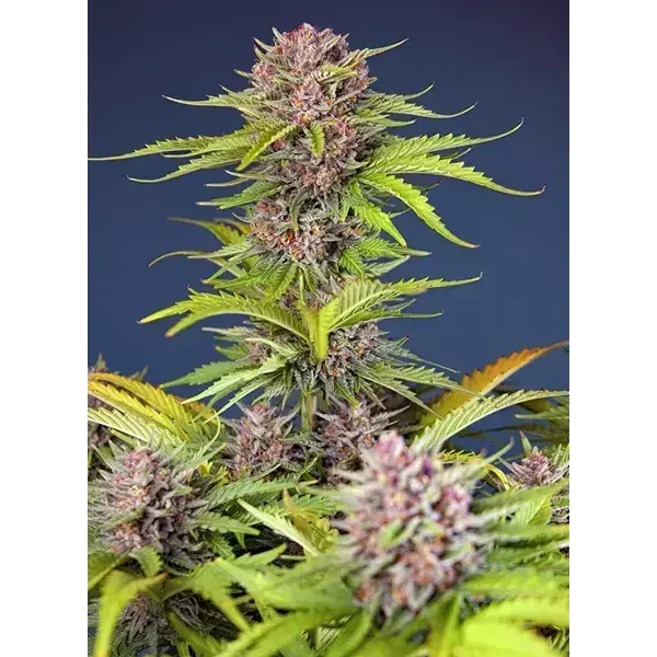 Mimosa Bruce Banner Xl Auto - Imagen 2