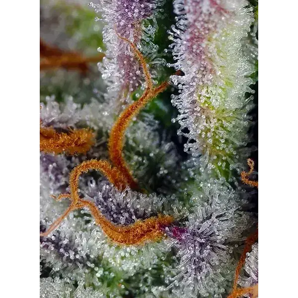 Mimosa Bruce Banner Xl Auto - Imagen 3