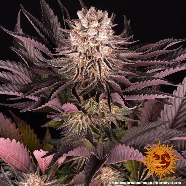 mimosa x orange punch - Imagen 10