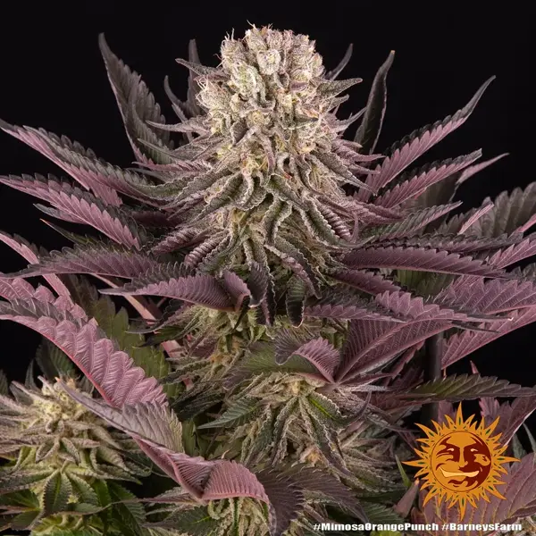mimosa x orange punch - Imagen 11