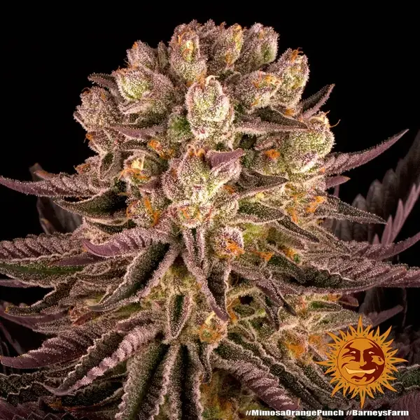 mimosa x orange punch - Imagen 2