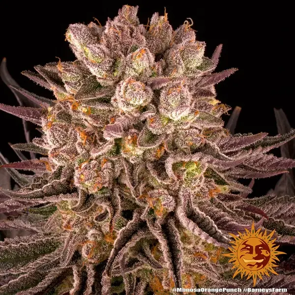 mimosa x orange punch - Imagen 3