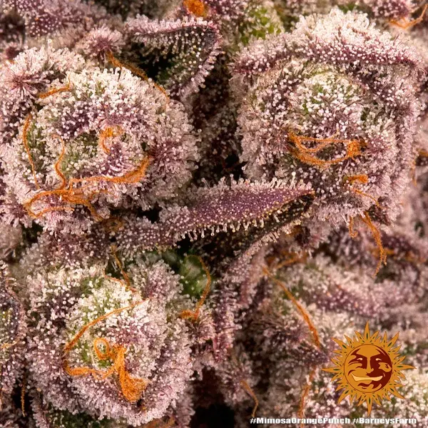 mimosa x orange punch - Imagen 5