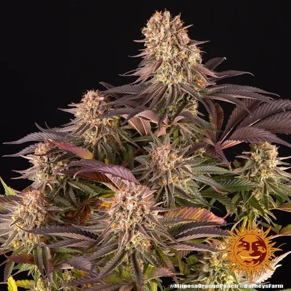 mimosa x orange punch - Imagen 6