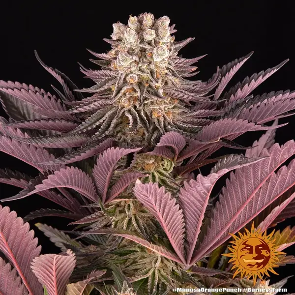 mimosa x orange punch - Imagen 7