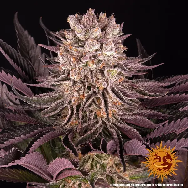 mimosa x orange punch - Imagen 8