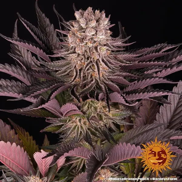 mimosa x orange punch - Imagen 9