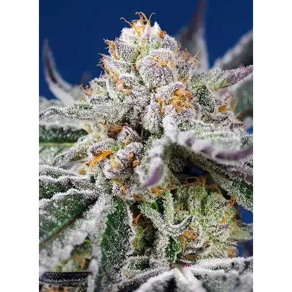 Orange Apricot Glue Xl Auto - Imagen 2