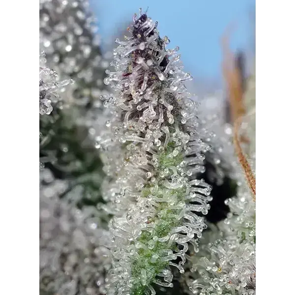 Orange Apricot Glue Xl Auto - Imagen 3