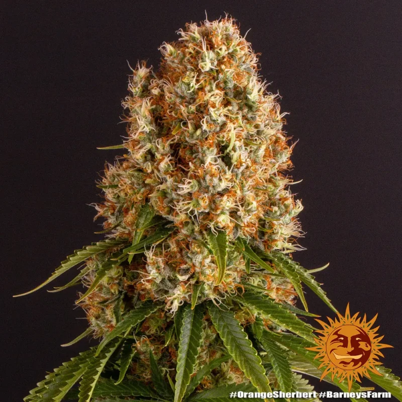orange sherbert - Imagen 10