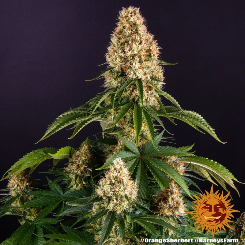 orange sherbert - Imagen 2