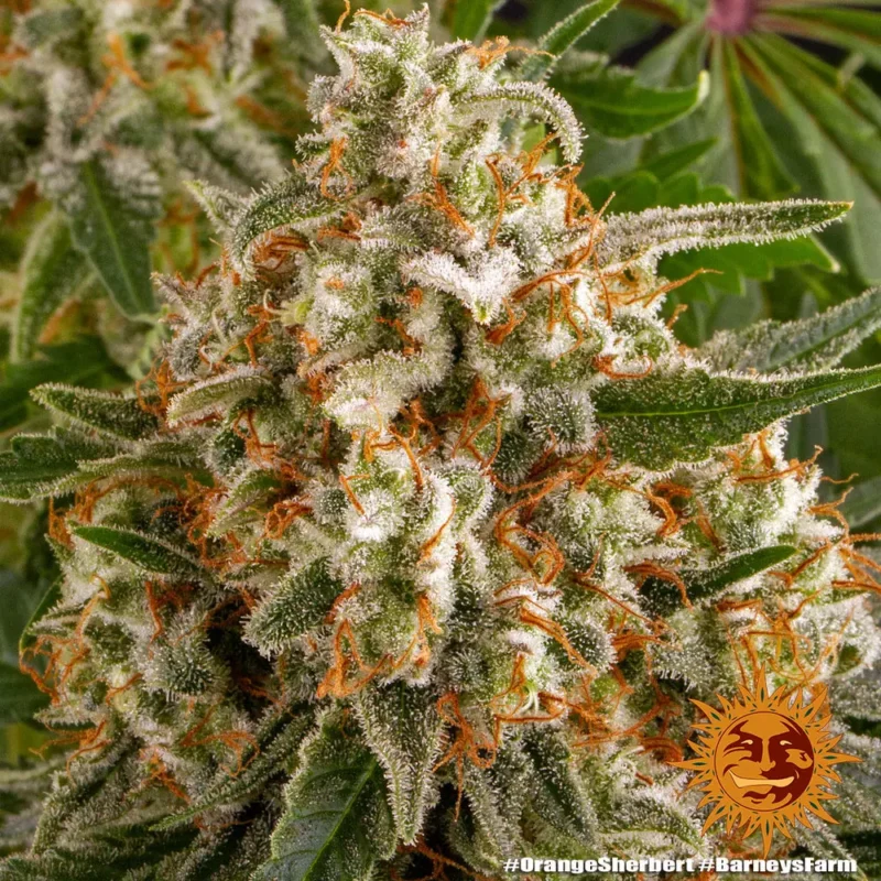 orange sherbert - Imagen 5