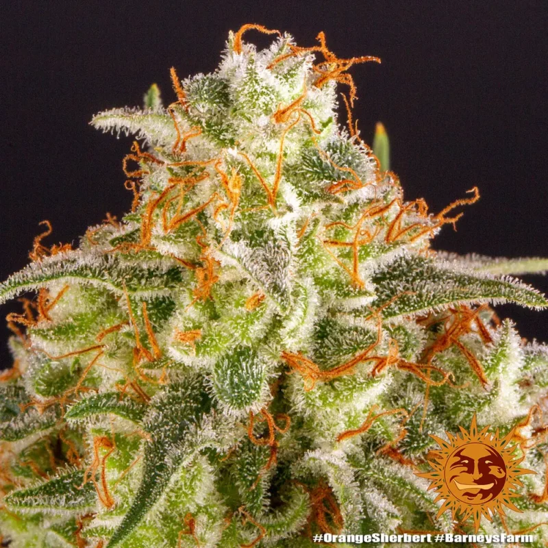orange sherbert - Imagen 6